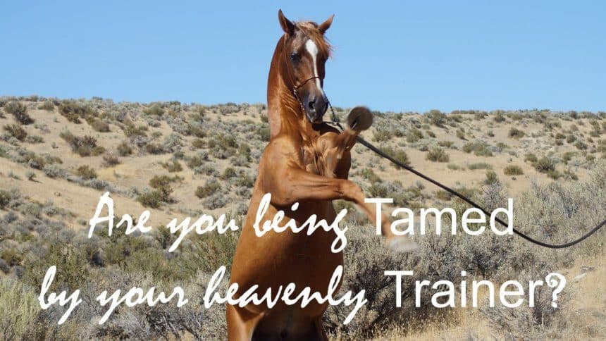 Read more about the article Are You Being Tamed by Your Heavenly Trainer?