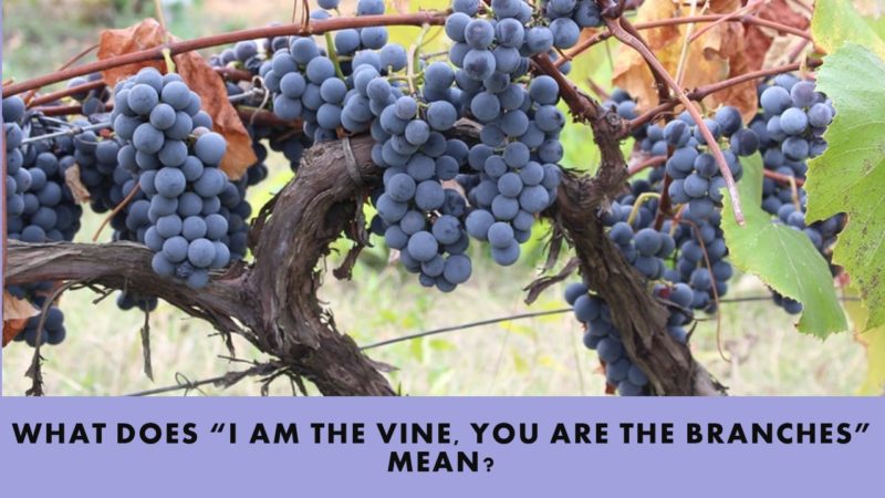 Read more about the article What Does “I am the Vine, you are the branches” Mean?