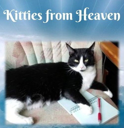 You are currently viewing “Kitties from Heaven” Excerpt: In Need of a Rescue