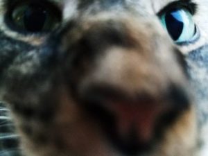 Very up close pic of cat's face