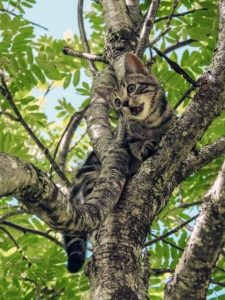 scared cat stuck in a tree

