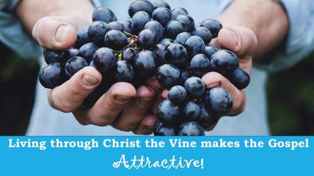 Living through Christ the Vine Makes the Gospel Attractive!