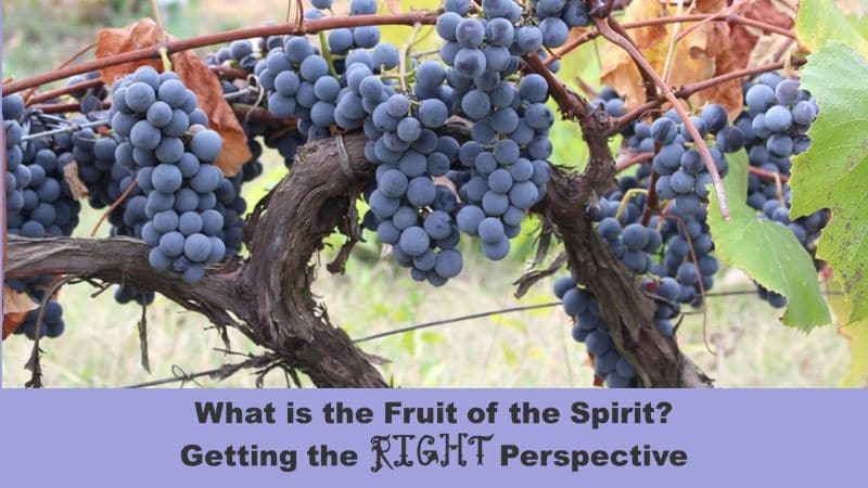 What Is The Fruit Of The Spirit? Getting The Right Perspective - He's 