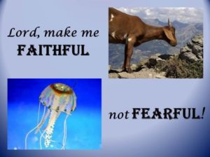 mountain goat and jellyfish contrast