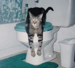 black and taupe tabby sitting on top of a toilet seat