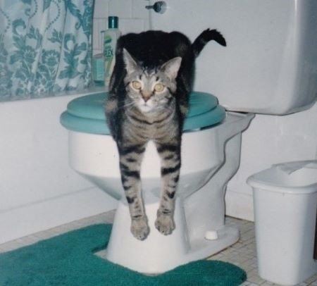 The Day God Used My Cat to Teach Me His Love