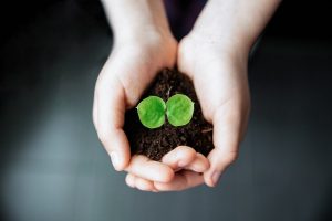 seedling in dirt in the palm of hand